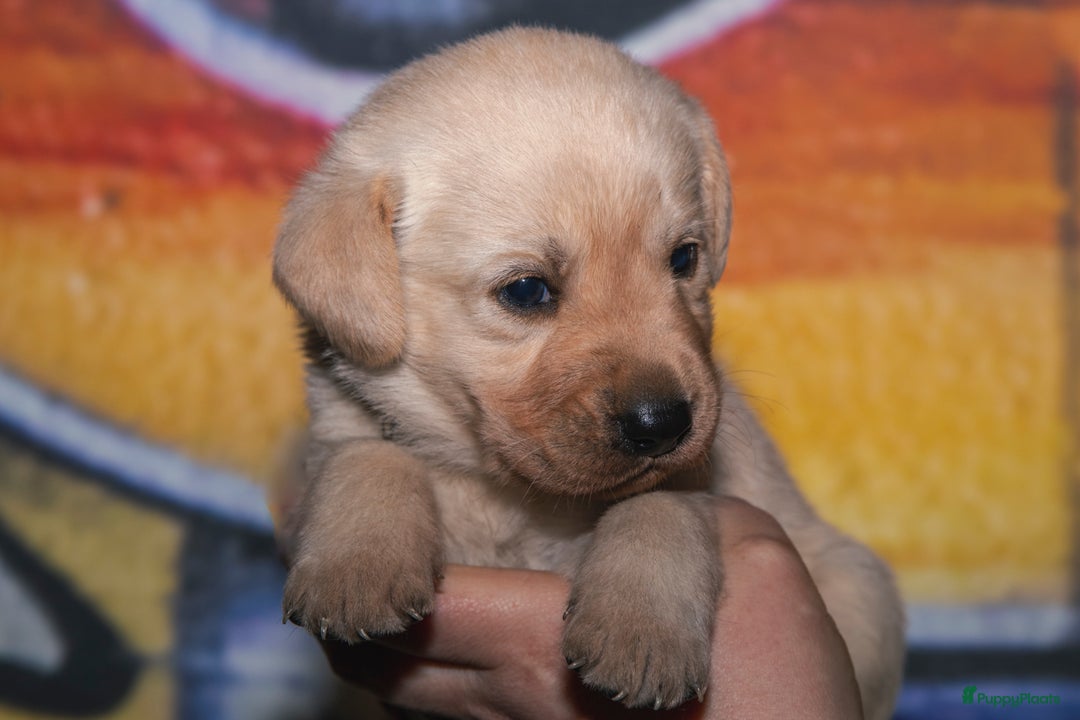 Labrador Retriever honden te koop: Raszuiver labrador pups mogen naar nieuw huisje  - Advertentie 5
