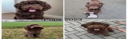 Labradoodle honden te koop: Labradoodle pups  - Advertentie 30