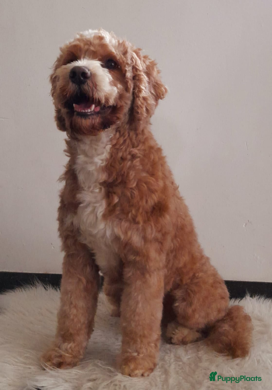 Australian Labradoodle honden Australian Labradoodle pups officiële  stamboom  - Advertentie 2