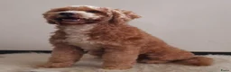 Australian Labradoodle honden te koop: Australian Labradoodle pups WALA stamboom  - Advertentie 15