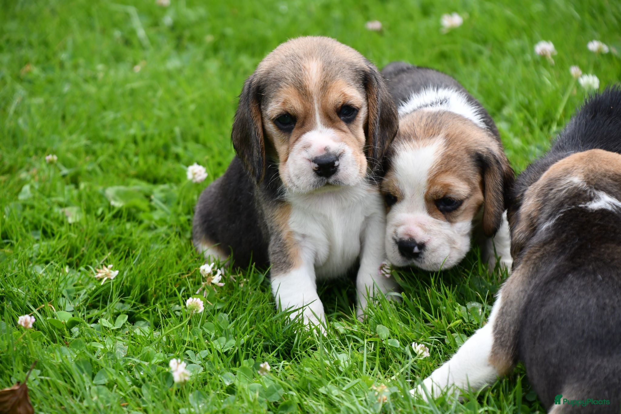 Beagle honden Prachtige Beagle pups  - Advertentie 2