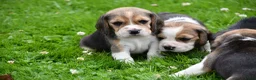 Beagle honden te koop: Prachtige Beagle pups  - Advertentie 24