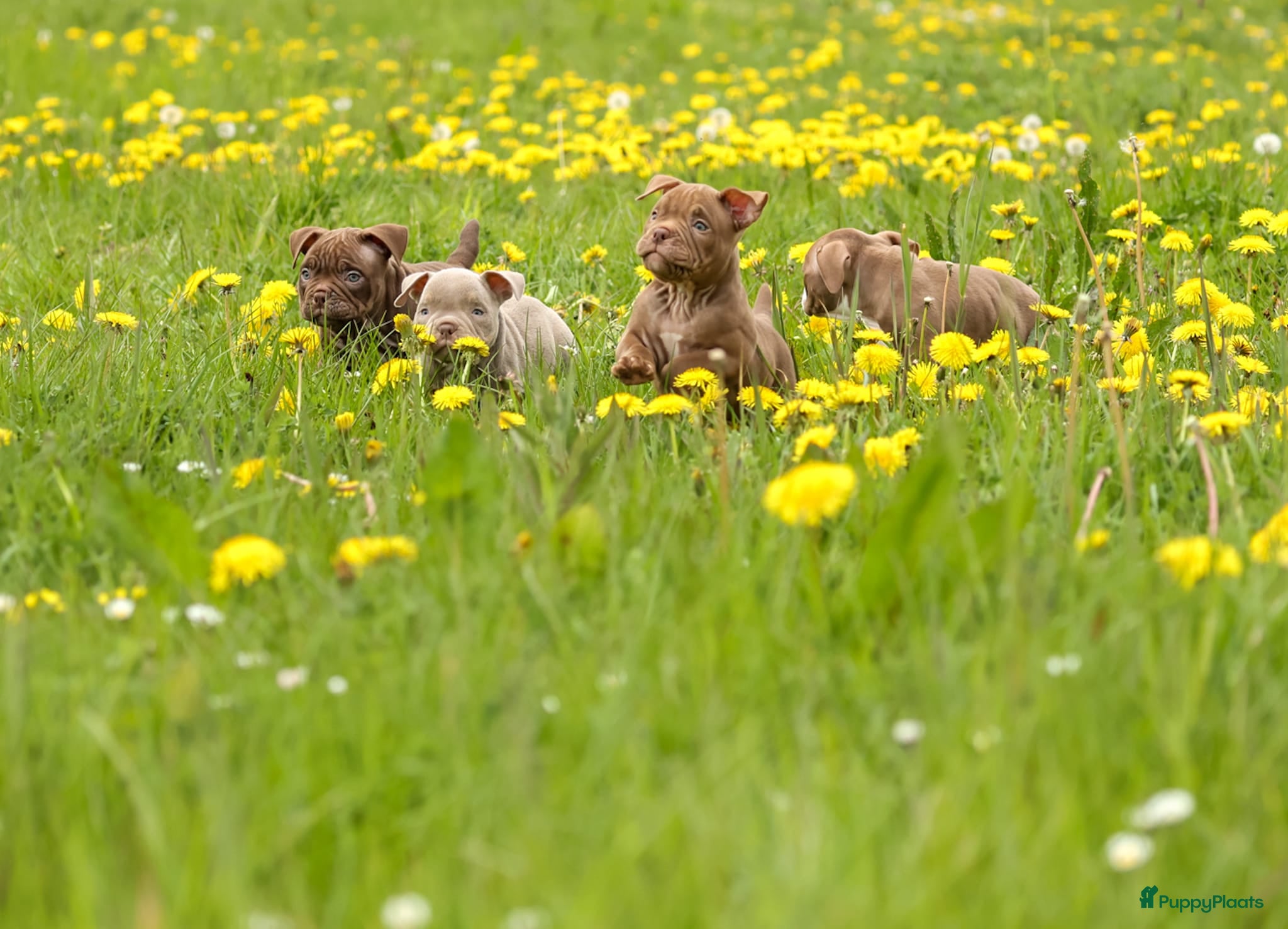 Amerikaanse Bully honden Tekoop zeer prachtige american bully micro teefjes - Advertentie 1