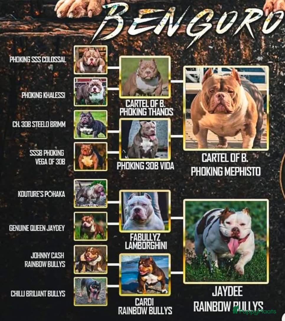 Amerikaanse Bully honden American bully pocket teefje - Advertentie 11