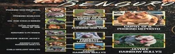 Amerikaanse Bully honden te koop: American bully pocket teefje - Advertentie 1