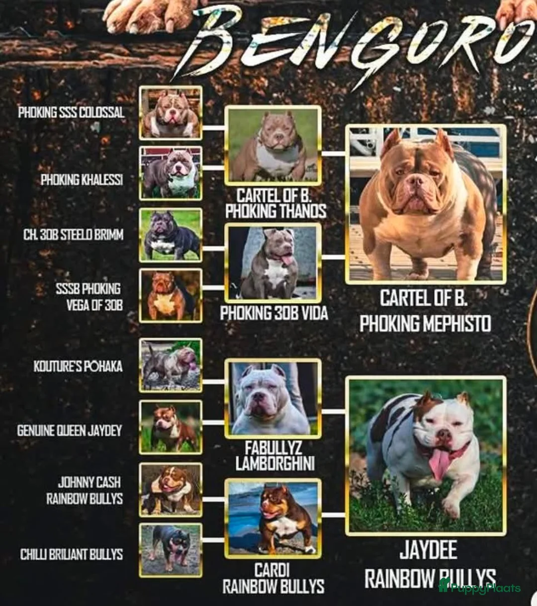 Amerikaanse Bully honden te koop: American bully pocket teefje - Advertentie 1