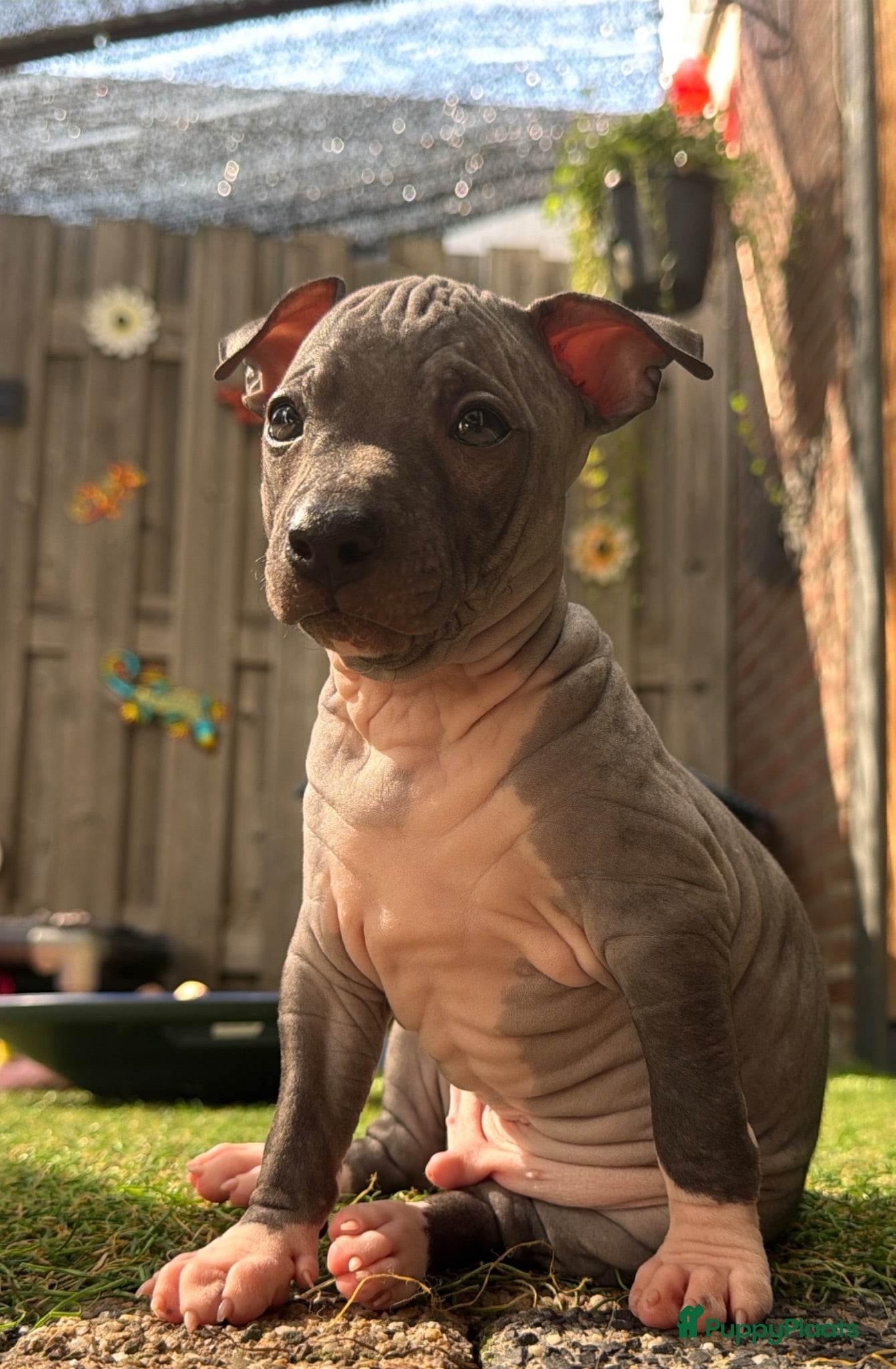 Amerikaanse Naakthond honden American hairless terrier / naakthond - Advertentie 1