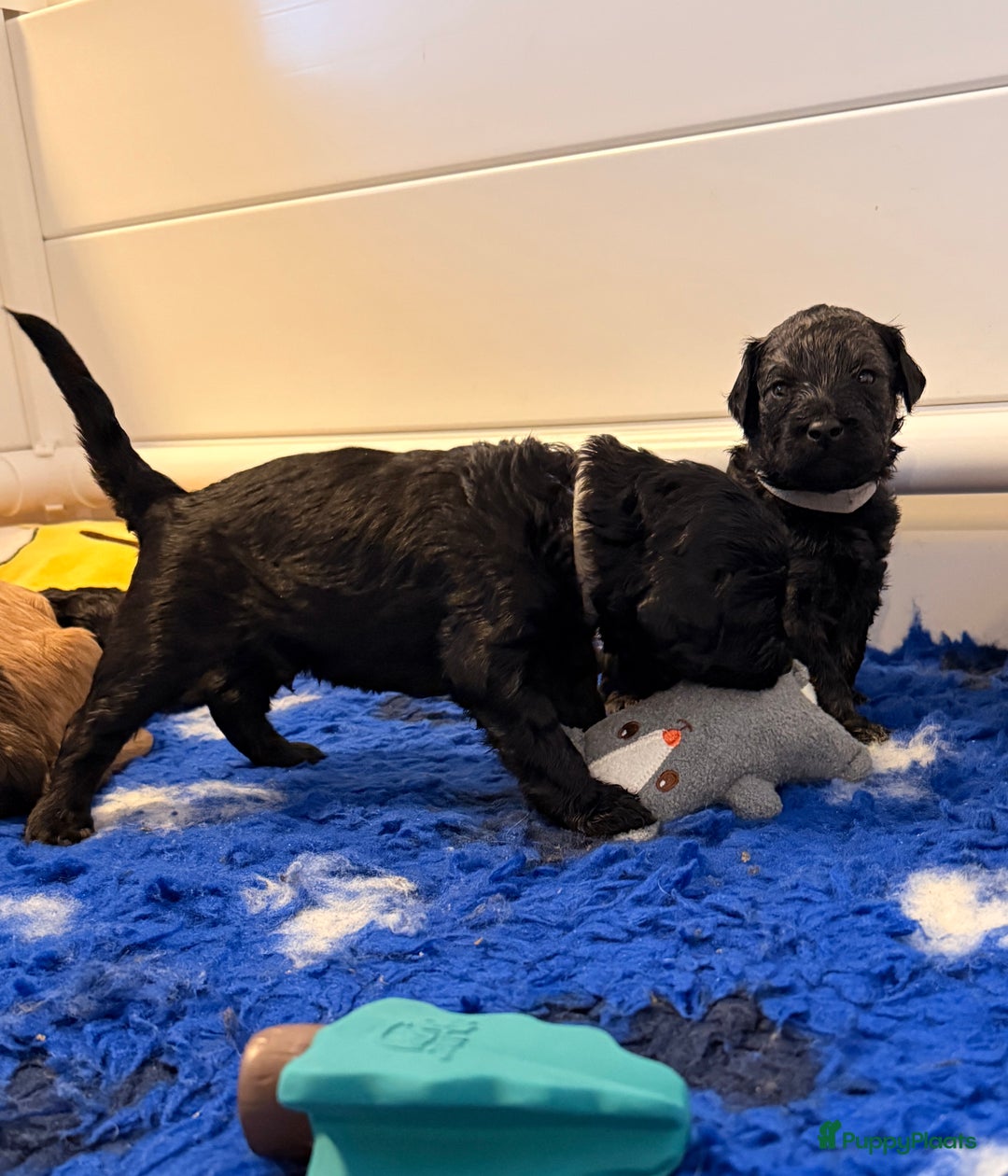 Kruising honden te koop: Goldendoodle/labradoodle  - Advertentie 20