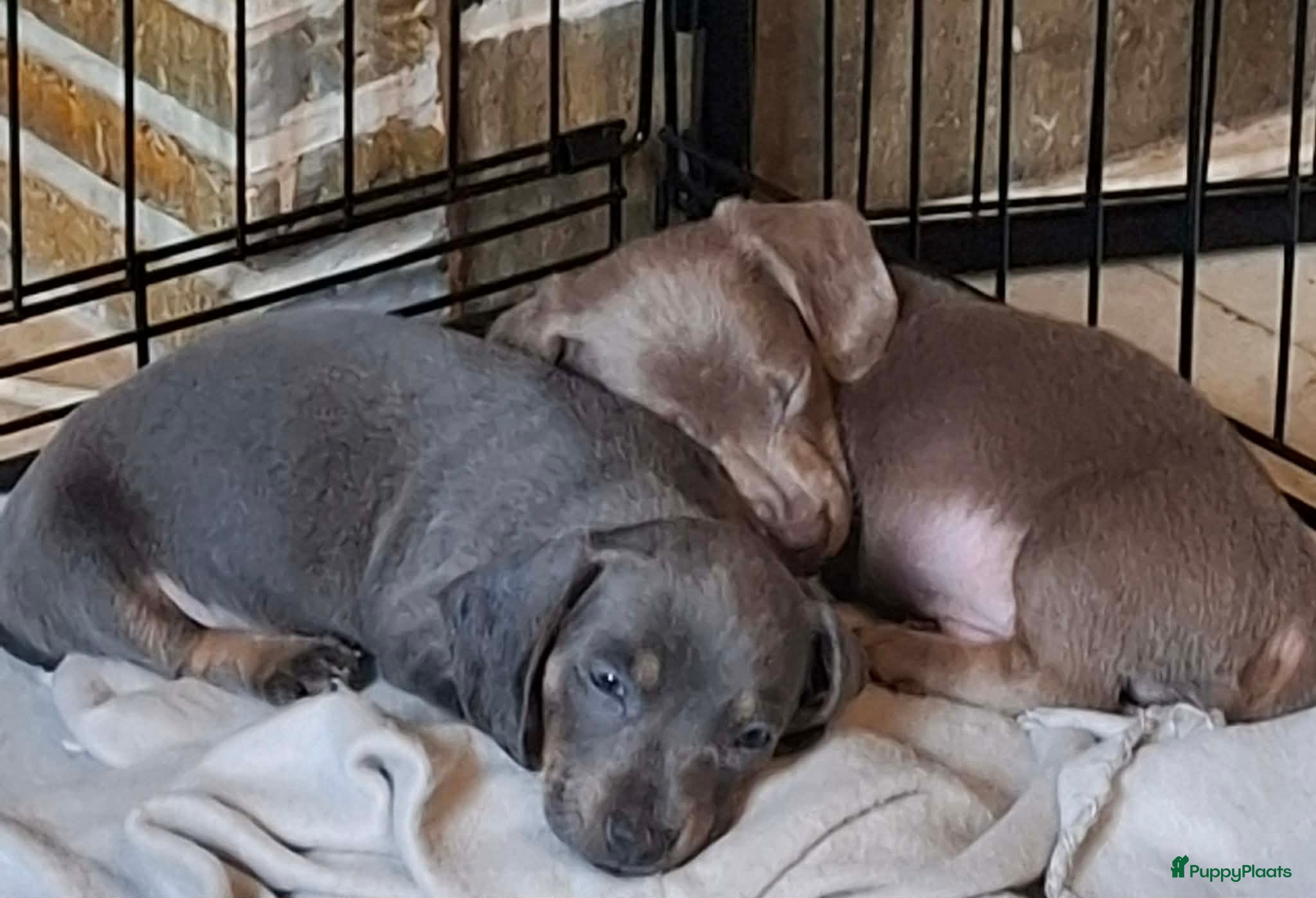 Teckel (korthaar)  honden Mooie sociale dwergteckel pups - Advertentie 2