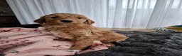 Labradoodle honden te koop: Labradoodle pups medium  - Advertentie 12