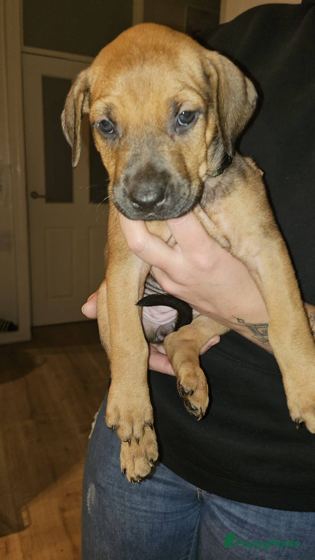 Kruising honden te koop: Prachtige pups te koop – Dobermann x Bully XL 🐾 - Advertentie 5