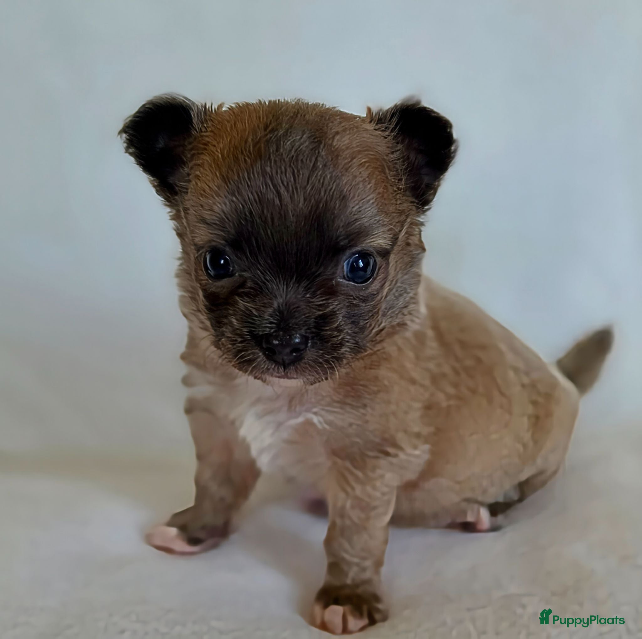 Chihuahua honden Chihuahua pups - Advertentie 6