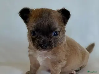Chihuahua honden Chihuahua pups - Advertentie 6