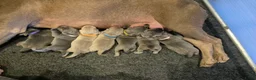 Kruising honden te koop: Hele mooie Labmaraner (Labrador x Weimaraner) pups - Advertentie 7