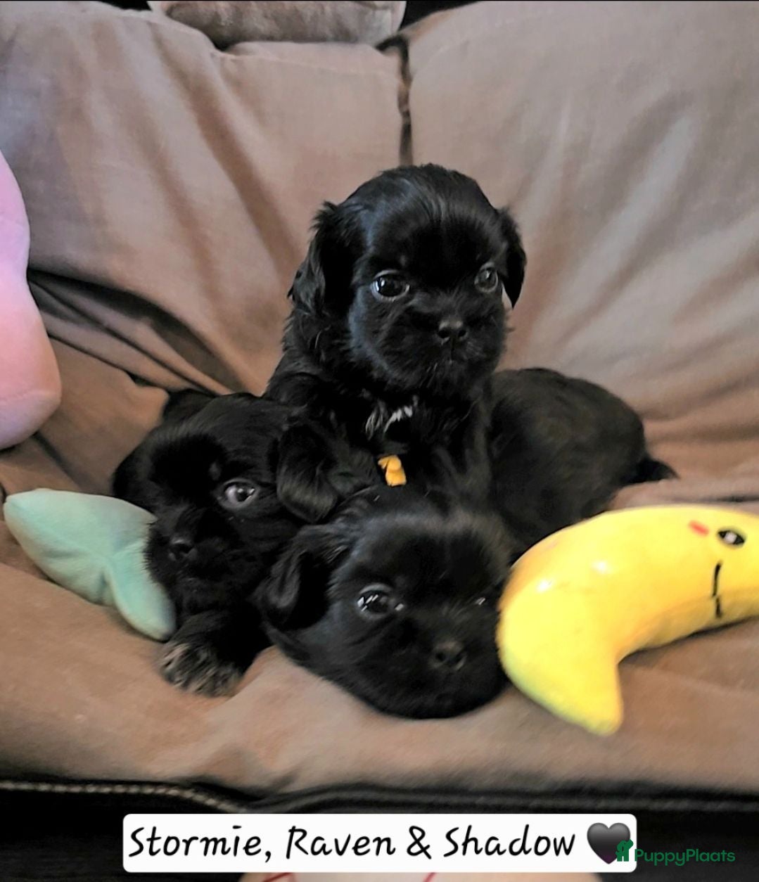 Kruising honden  2 Zwarte Boomer Pups Meisjes 🖤 Shih-Tzu x Boomer - Advertentie 2