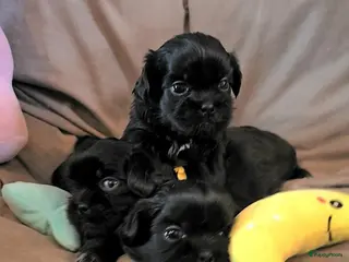 Kruising honden 2 Zwarte Boomer Pups Meisjes 🖤 Shih-Tzu x Boomer - Advertentie 2