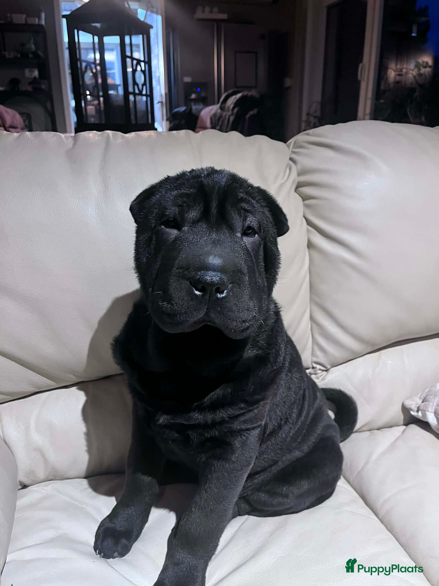 Shar Pei honden   Nog 2 mooie  sharpei    - Advertentie 2