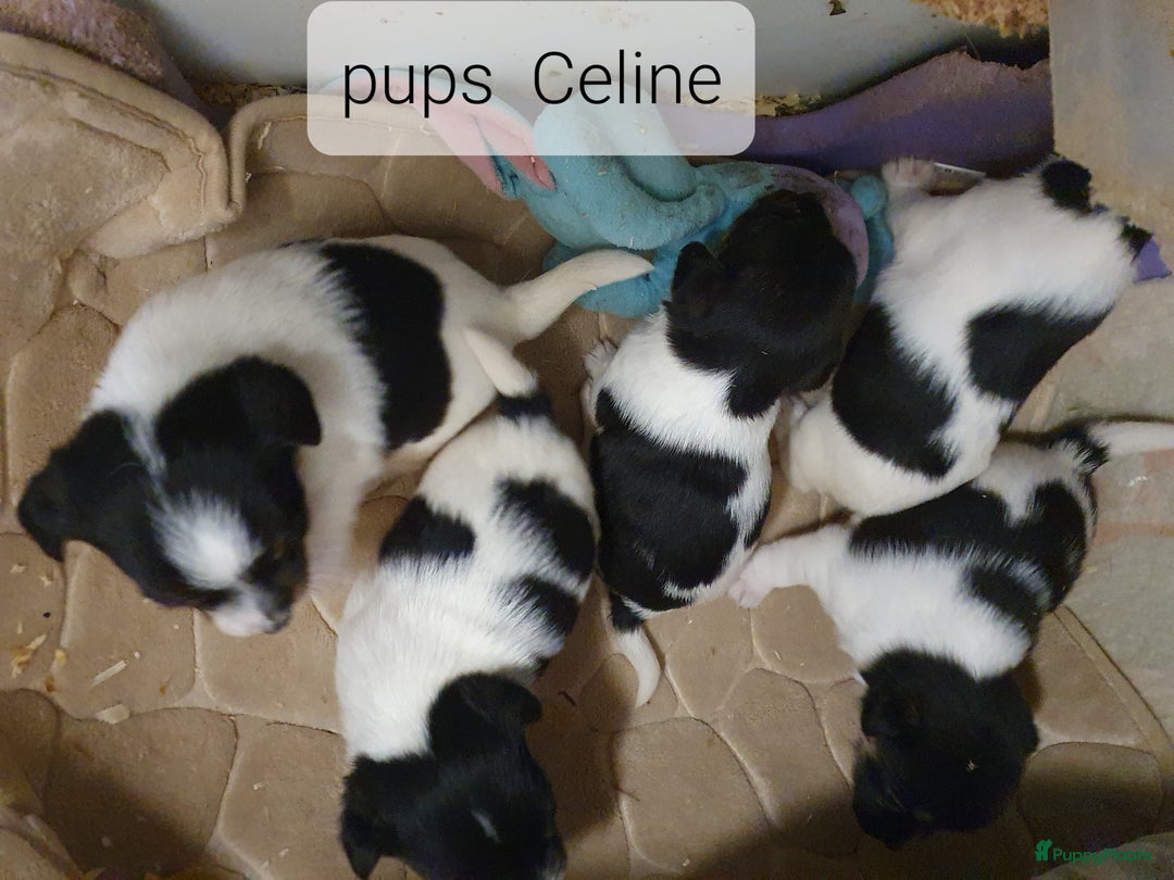 Jack Russel Terriër honden te koop: Mooie RASZUIVER JACK RUSSELL PUPPIES   GEZOND - Advertentie 4