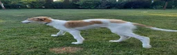 Barsoi honden te koop: AKSANA, Borzoi-teef uit FCI-kennel zoekt thuis - Advertentie 3