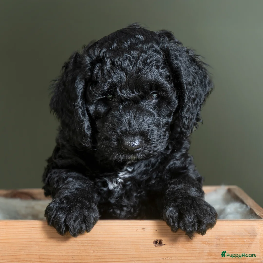 Spaanse Waterhond honden te koop: Spaanse Waterhond Puppy - Advertentie 13