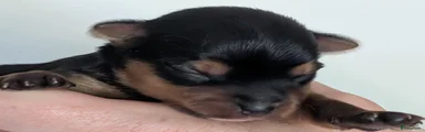 Yorkshire Terriër Puppy 4