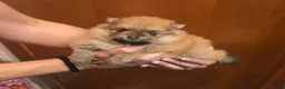 Pomeriaan honden te koop: Mooie Mini Pomeriaan pups - Advertentie 4