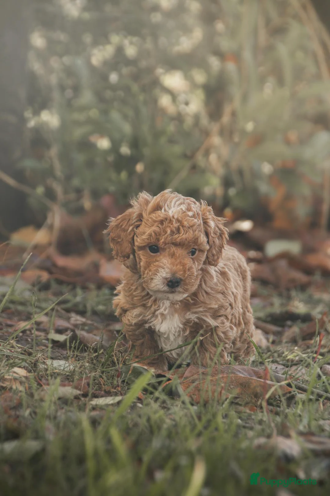 Poedel Toy honden te koop: 5 lieve Mini Toy Poedel pups zoeken een fijn thuis - Advertentie 2