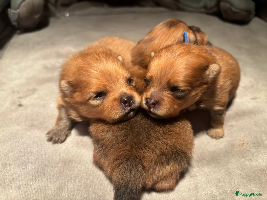 Galerij afbeelding {{count}}