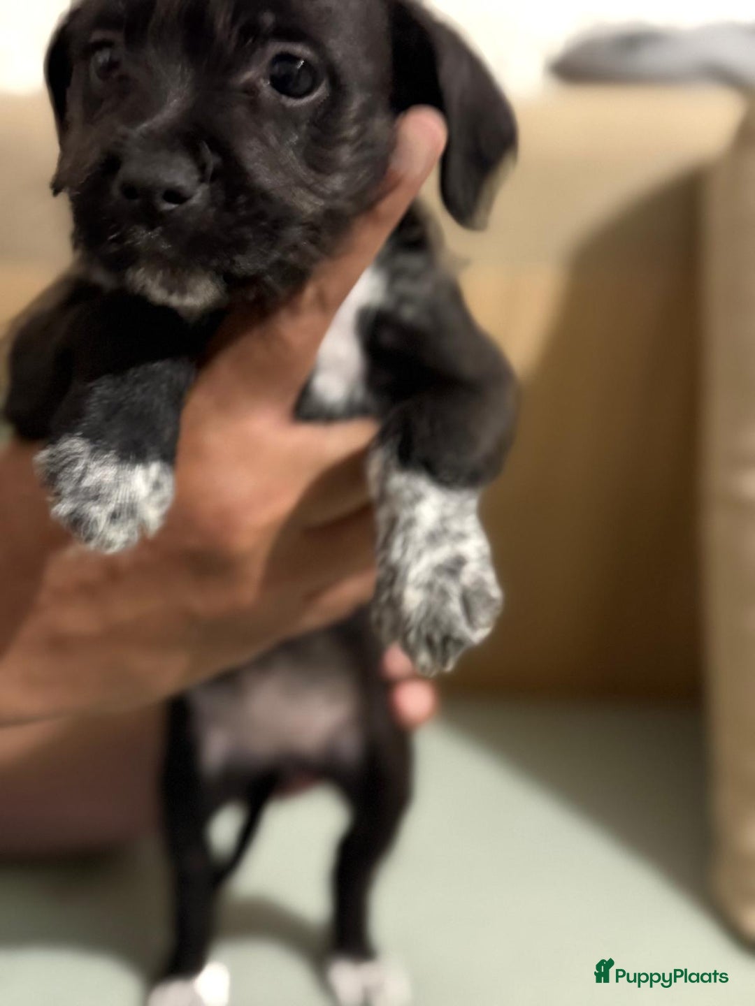 Kruising honden te koop: Eenmalig  engelse staff en lagotto romagnolo mix  - Advertentie 7