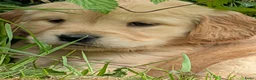 Kruising honden te koop:  Goldencocker pups goldenretriever x engelsecocker - Advertentie 4