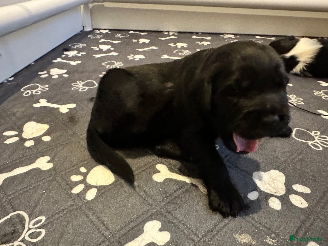 Kruising honden te koop: Nog 2 knuffelbare kruising puppy’s beschikbaar  - Afbeelding 4