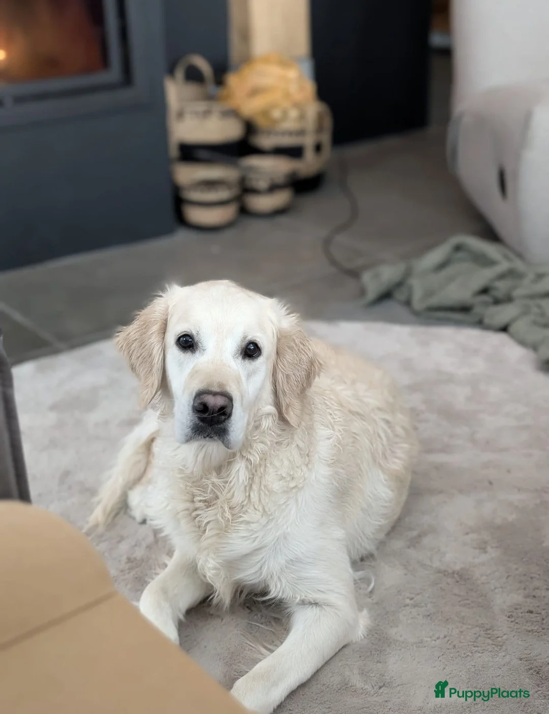 Golden Retriever honden te koop: Mooie Golden Retriever pups | Raszuiver | 4 weken - Advertentie 2
