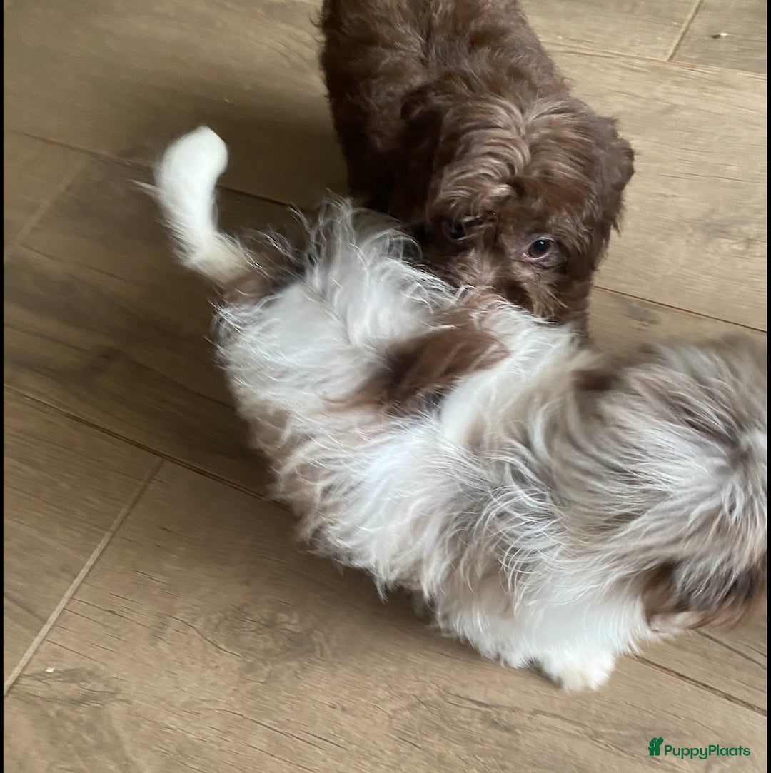 Shihpoo honden te koop: Shipoo pups bont en choco  - Afbeelding 9