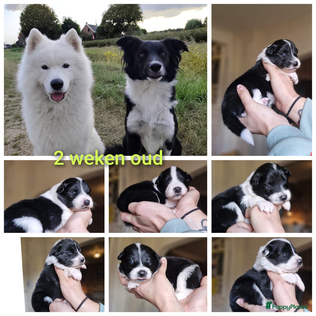 Kruising honden te koop: Zachtaardige Samollie  - Advertentie 13