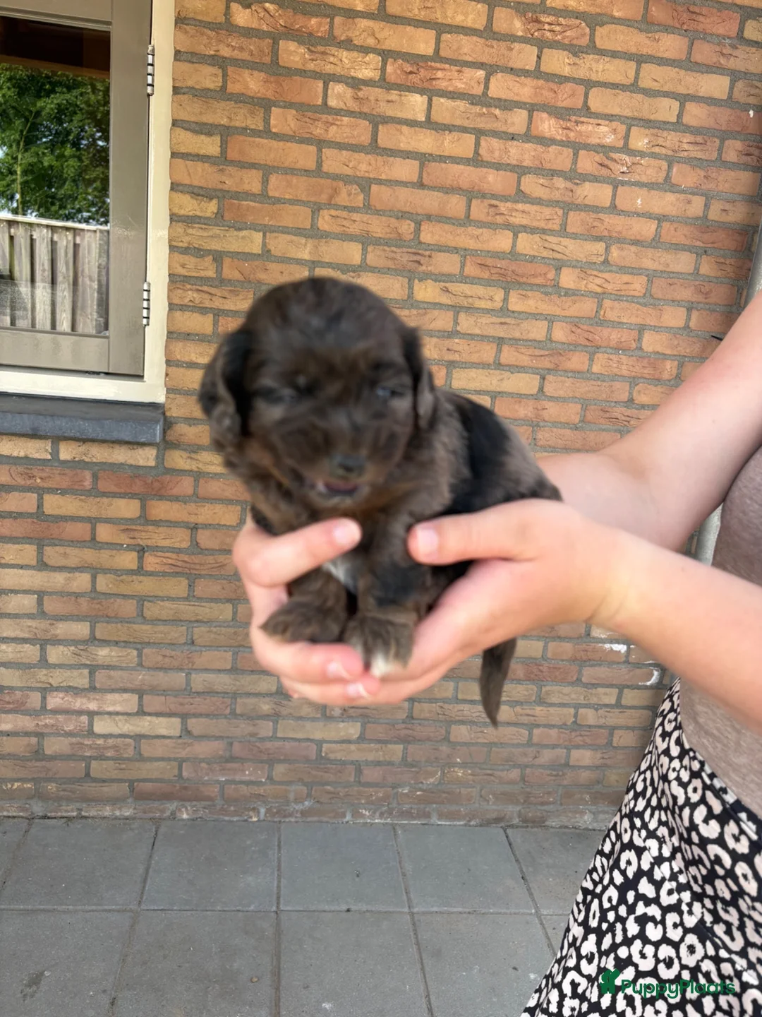 Kruising honden te koop: Lieve Boompoo pups zoeken een nieuw huisje! - Advertentie 27