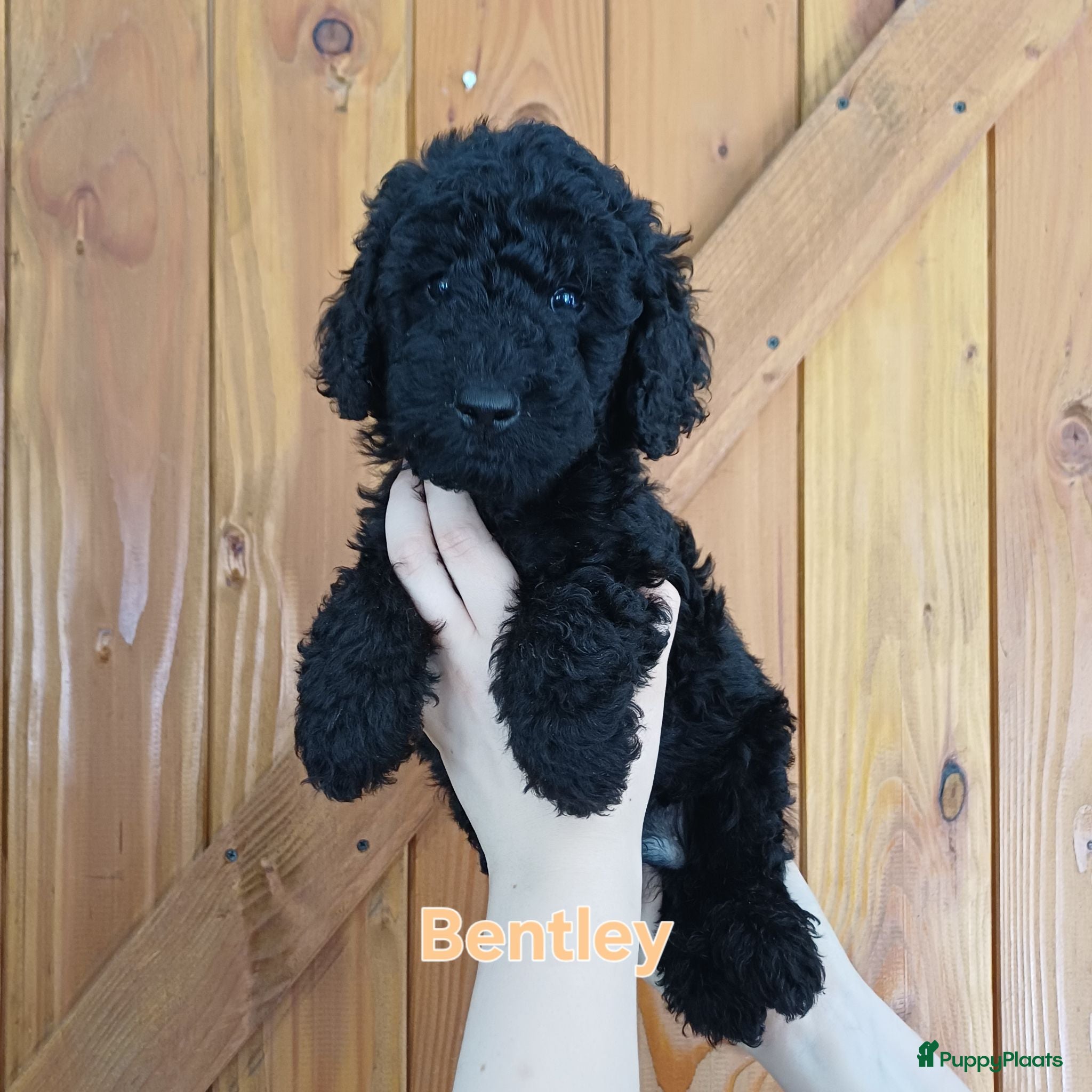 Labradoodle honden Direct beschikbaar 2 prachtige labradoodle reutjes - Advertentie 2