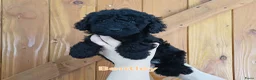 Labradoodle honden te koop: Direct beschikbaar 2 prachtige labradoodle reutjes - Advertentie 1