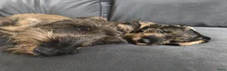 Ruwhaar Teckel honden te koop: Ruwharige teckel pup (standaard) - Advertentie 3