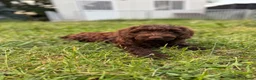 Labradoodle honden te koop: Mooie Labradoodle pups! - Advertentie 5