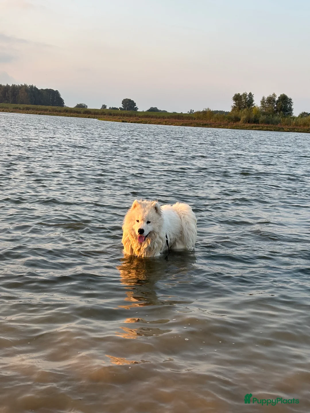 Samojeed honden te koop: Samojeed puppy’s opkomst  - Advertentie 2