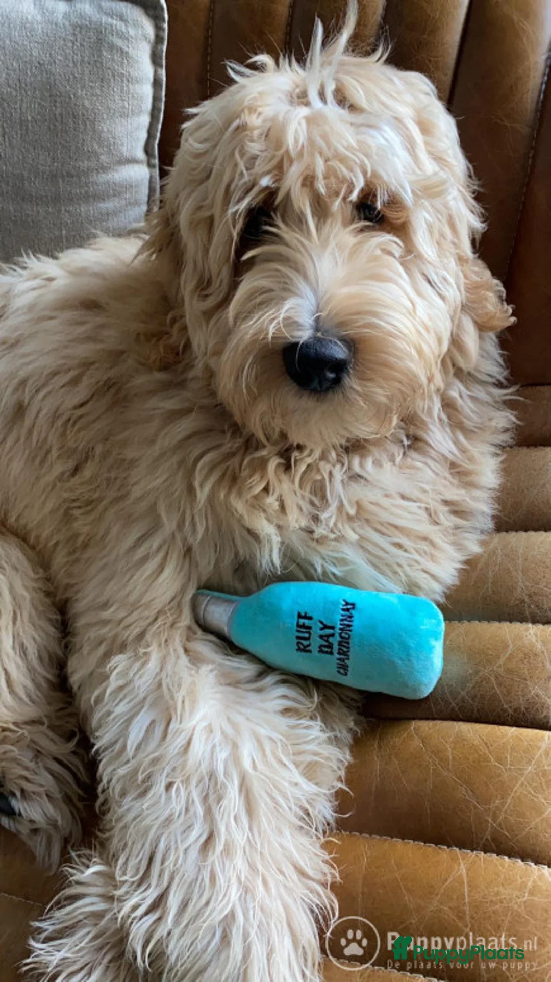 Kruising honden ter dekking: Labradoodle dekreu met gouden ❤️ in Amstelveen - Advertentie 3