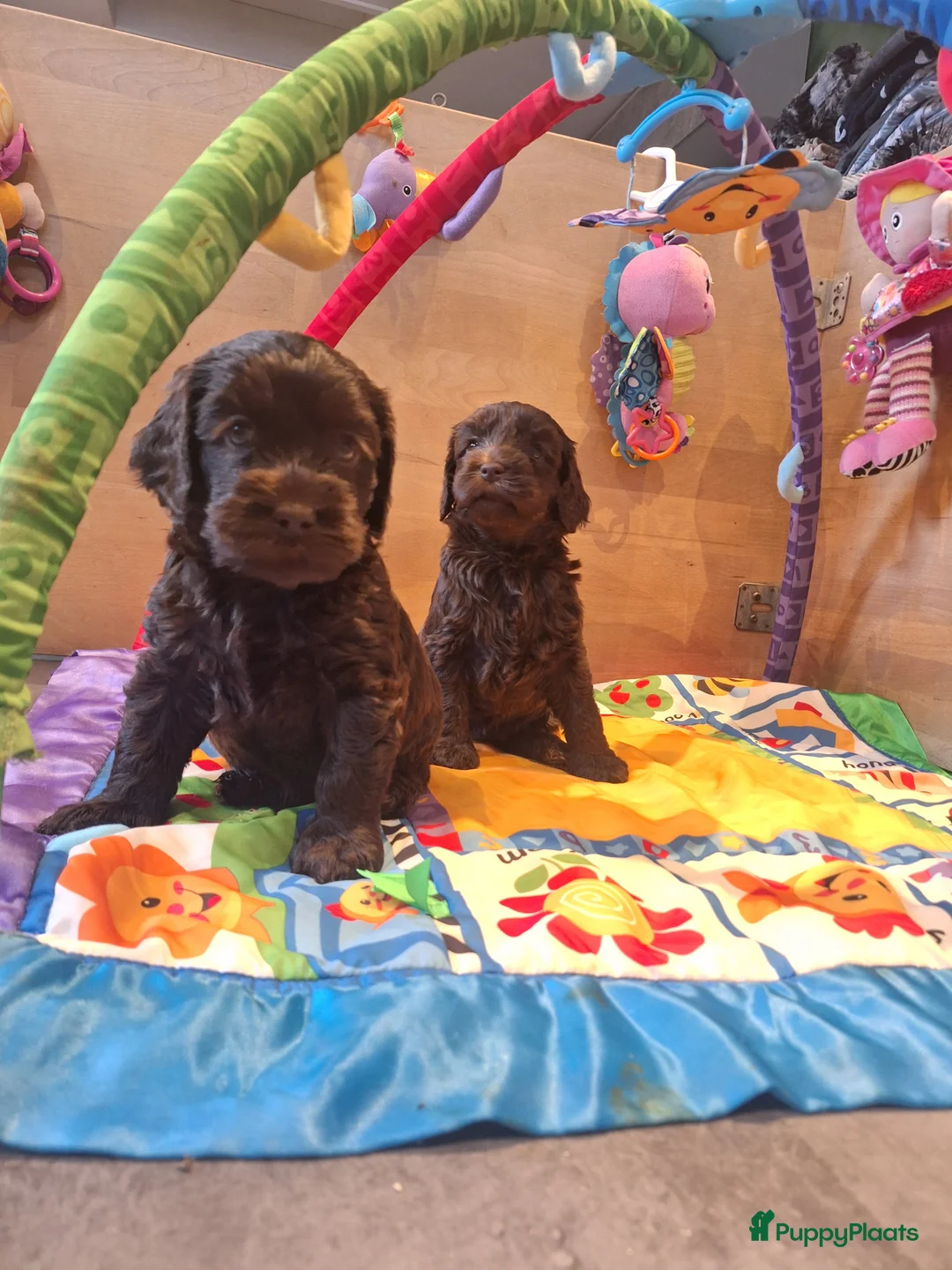 Kruising honden te koop: Australian labradoodle pups - Advertentie 7
