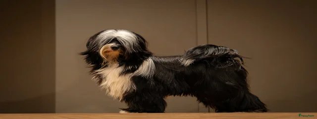 Balou