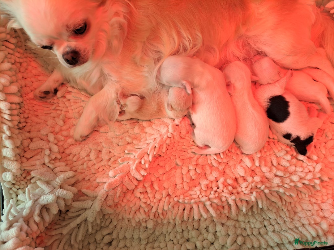 Chihuahua honden te koop: Mooi nestje chihuahua pups - Advertentie 2