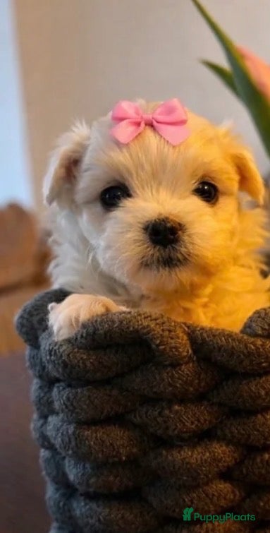 Maltezer honden Mini Maltezer  - Advertentie 2