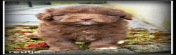 Kruising honden te koop: Bordoodle pups. Bordoodle x Labradoodle - Advertentie 11