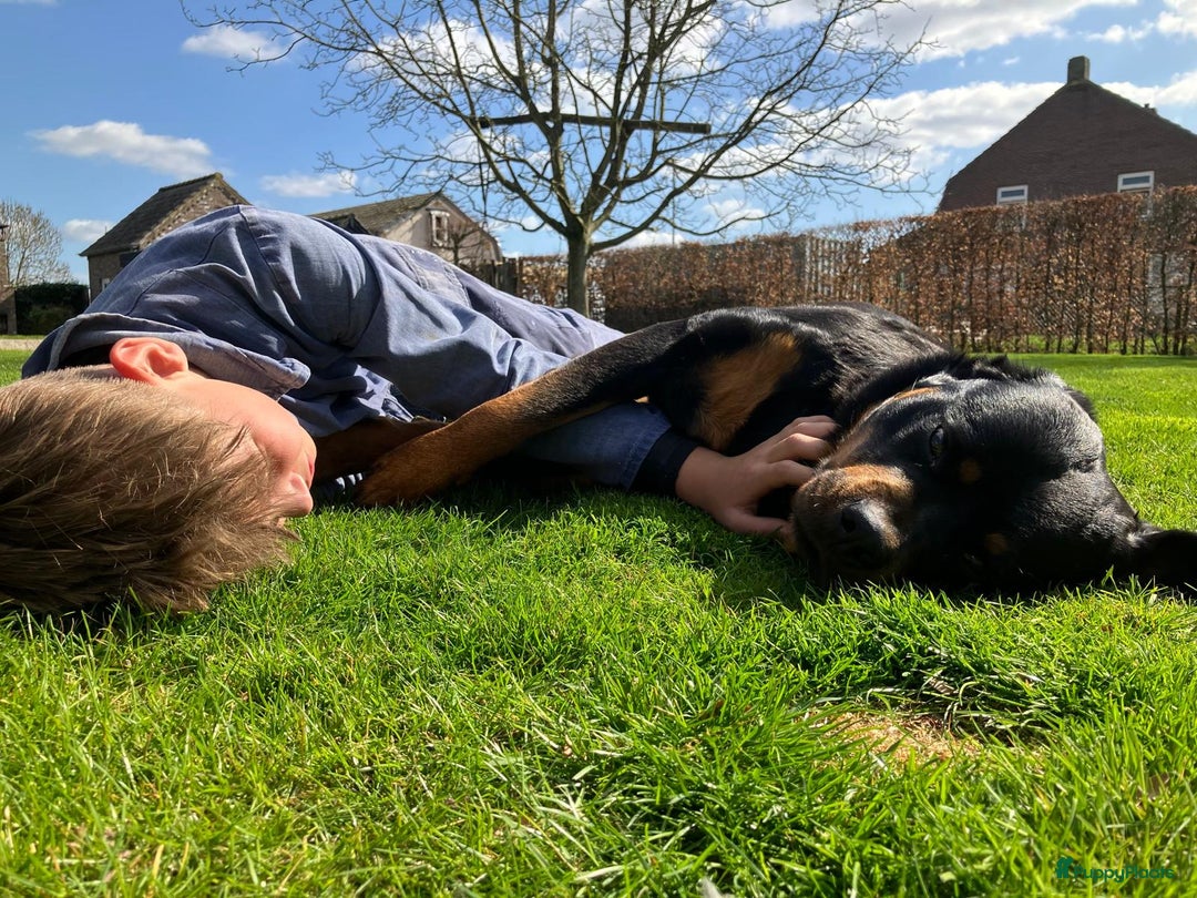 Rottweiler honden te koop: Mooie Rottweiler pups - Afbeelding 28