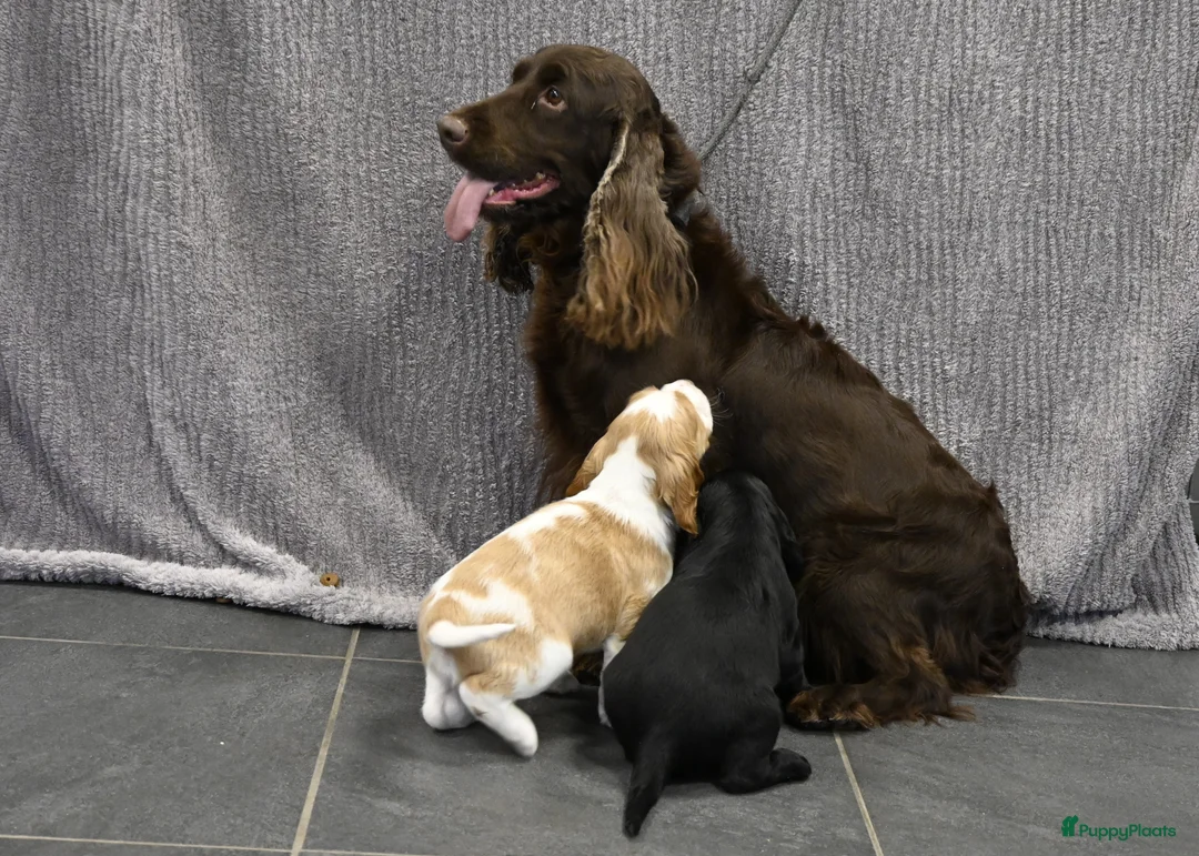 Engelse Cocker Spaniel honden te koop: Speelse Engelse Cocker Spaniel pup - Advertentie 21