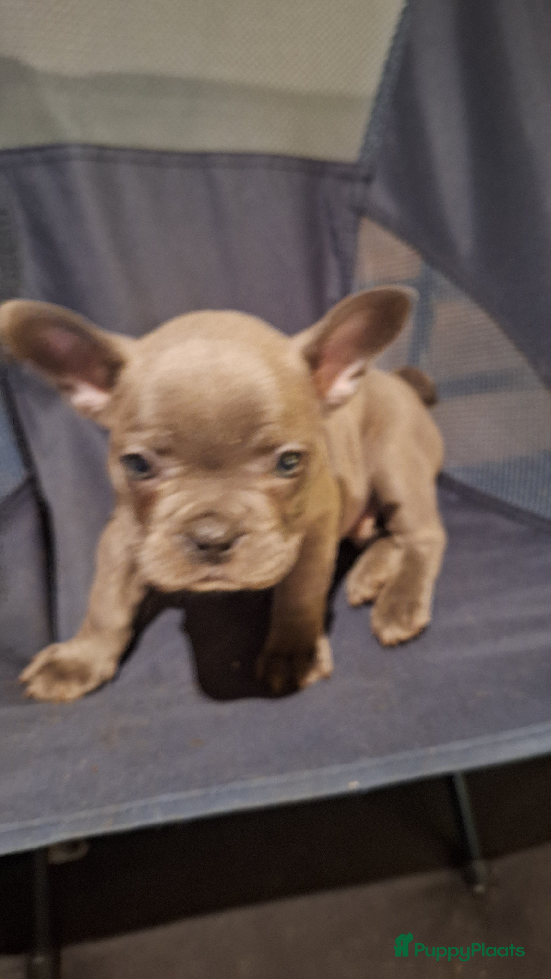 Franse Bulldog honden Franse bulldog pups  - Advertentie 6