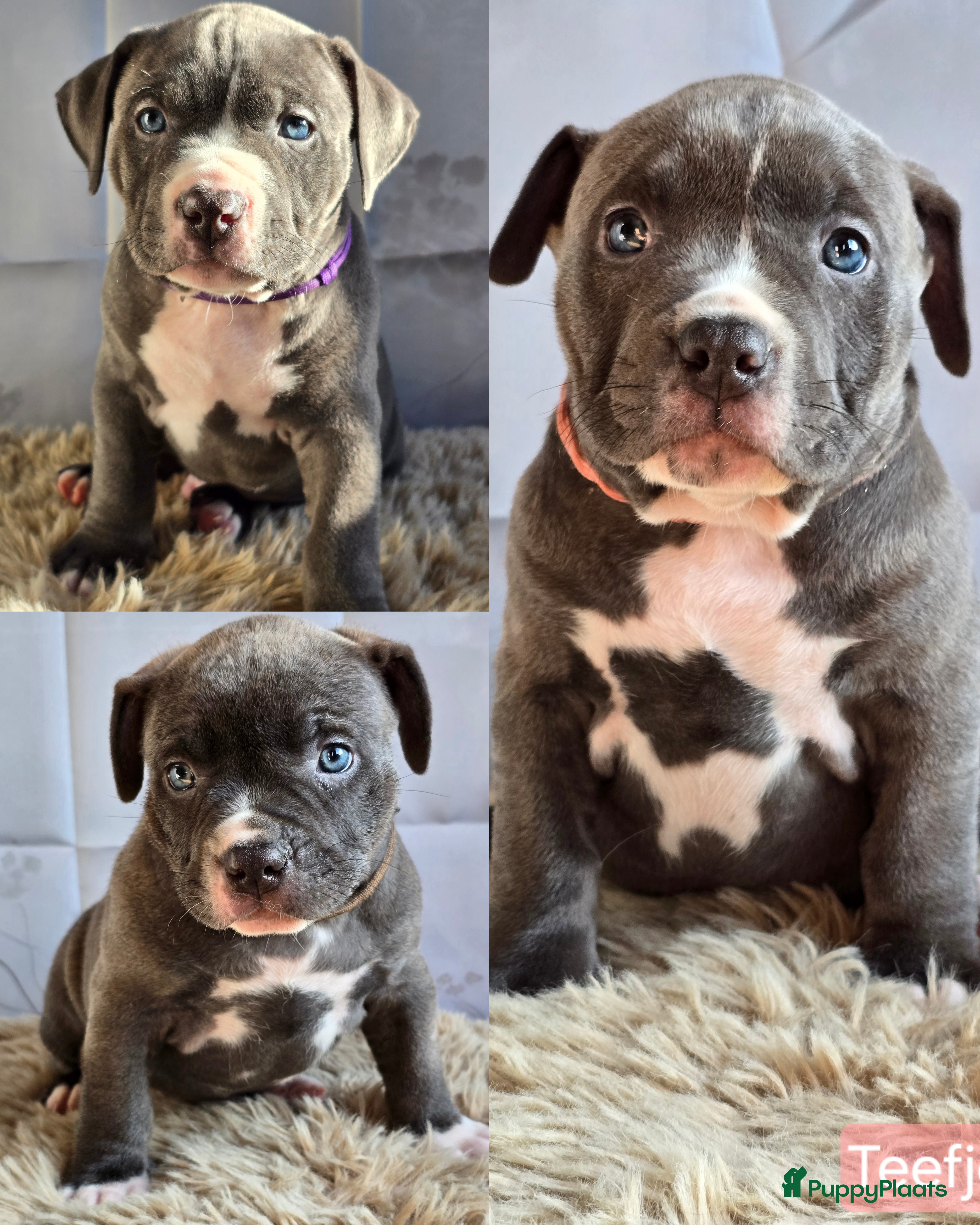 Amerikaanse Bully honden American Bully XL pups ABKC stamboom - Advertentie 3